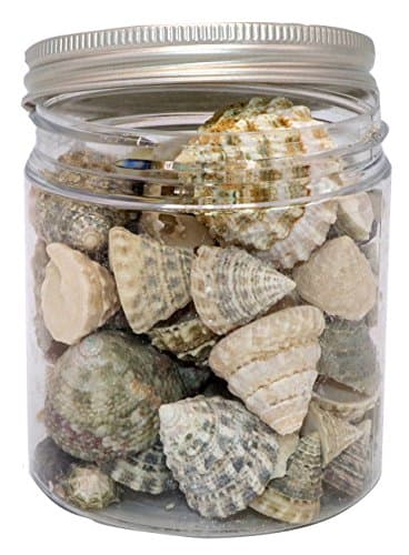 Quality Selected Seashells Fenestrate Top shells for Seashell Vases, Seashell Boxes, Seashell Frames, Seashell Jewelry Making &amp; Mini Garden Miniture