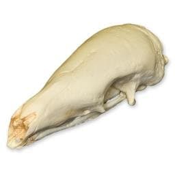 Malayan Pangolin Skull (Teaching Quality Replica)