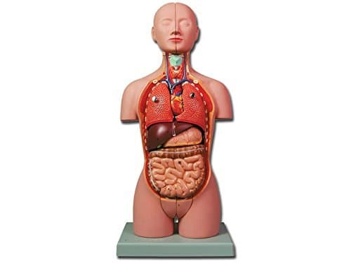 Ausilium Mini Torso - 16 Parts