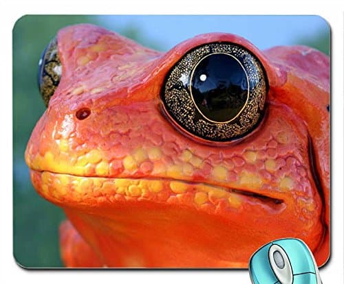 Animals animals orange frogs hypnotoad 2560x1920 wallpaper mouse pad computer mousepad