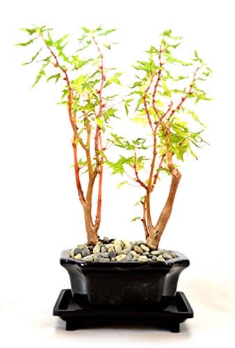 9Greenbox Grape Leafed Begonia Bonsai, 4 Pound