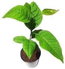 PlantaZee Live Plant Bel/Bilva Patra/Bael/Bel Pathar Fruit Plant