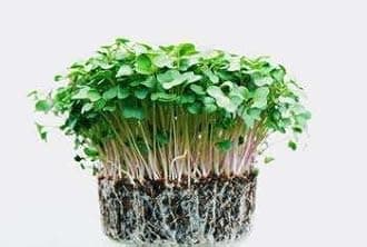 Farmers Choice Bio Organic Potash | Essential Fertilizer for Gardening Granular Potash Fertilizer for Vegetables, Fruits, Garden Flowers, Agriculture Crops, Indoor & Outdoor Home Plants - 500G.