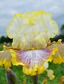 SVG® Dutch Iris Flower Bulbs for Your Home and Gardening Pack of 2 Bulbs (PURE VIOLET)