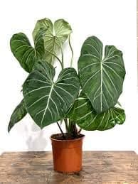 Pedpoudhe Philodendron Glorisum Rare Live Plant