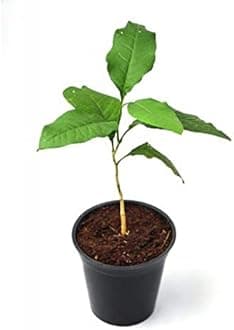 Creative Farmer Koovalam (Bael) Bengal Quince Aegle Marmelos Pulpy Fruit Plant Live Home (Healthy Live Plant)