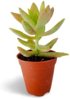 OhhSome Succulent Plant Golden Glow Sedum Clump-Forming (Healthy Live Plant)