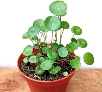 Greenursery Water Pennywort Indoor Plant for Home and Garden with Pot (Pack of 2)