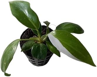 Air-Cleaning Healthy Tissue Cultured Live Small Organic Philodendron White Princess Plantlet Saplings, 4 inch size - Pack of 6 Small Plants in a Netpot (brand: Haritima)