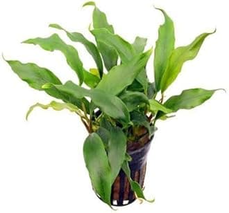 Maalavya Live Aquarium Aquatic Plant Anubias Minima (Anubias Minima in Pot)