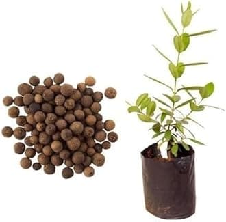 Allspice Live Plant – Cinnamon Nutmeg Clove Flavor – Pack of 1