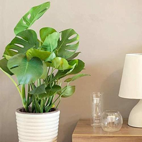 20 pcs Monstera Seeds