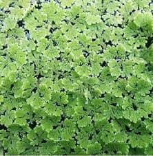 Azolla Seeds for Cultivation || Cultivation Azolla Seeds || Pack of 600