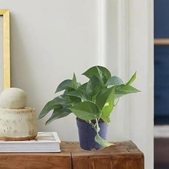 TreeGoo Green Lucky Money Plant with 4-Inch Black Pot - Easy Care, Air-Purifying Indoor Plant for Home and Office Decor