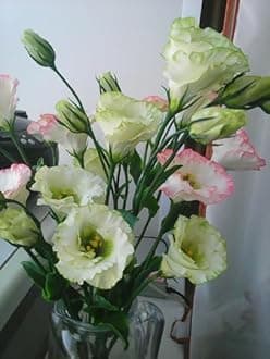 Lisianthus Flower Seeds for Home and Gardening Pack of 40 to 50 seeds (VIOLET)