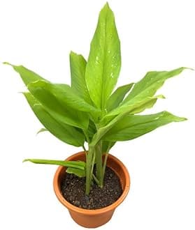 Kalfo Live Haldi Plant Yellow Turmeric Plant Curcuma Longa Plant for Home and Garden Turmeric Haldi Plant with Pot