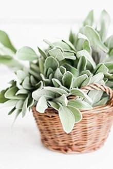 Sage Plant Seeds Herb Seed F1 Hybrid Pack For Home Garden Planting And Gardening (Pack Of 1 Paket) (Sage).