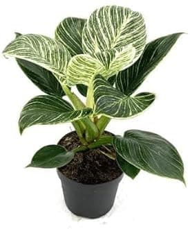 NDS- Original Live Philodendron Birkin-White Wave Healthy Matured Rare Live Plant Indoor for Home,Office,Garden,Patio,Terrace Decor Air Purifier House Plant