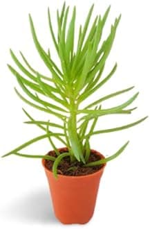 OhhSome Succulent Plant Senecio Barbertonicus Bush Senecio, Lucky Plants Indoor|Outdoor For Home & Garden (Healthy Live Plant)