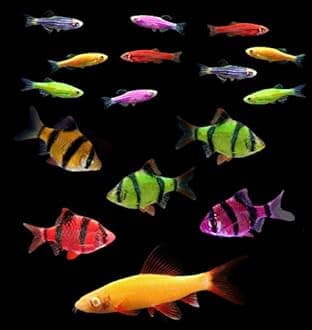GloFish Live Fish Collections (20G Active)