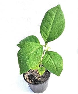 Grun bilva, beal, Bel patra Green Healthy Plant with Pot for Outdoor