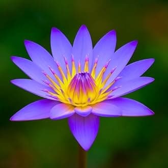 Indian Gardens - Waterlily live plant (Dark Blue) (Code 09)