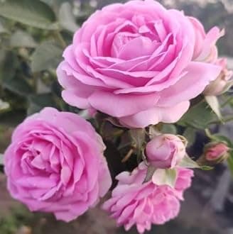 Oyeboy Rare English Varieties pink Climbing Rose Live Flower Plant with Pot Vertical Vining Trellis Everblooming Support Structures Climbers for Home and Gardening Pack of 1 pink With Black Pot