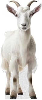 Lamb - Life Size Cardboard Cutout Standup People with Support Standee | Animals -