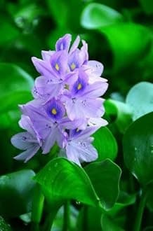 Water Hyacinth Floating Pond Plant - Pond Flower - Koi Pond Plants (2)
