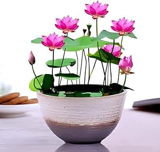 Organic All Season "LIANG LI MICRO LOTUS" Water Lily TUBER Aquatic Plants Flower Easyle from tuber Planting Pond, Indoor Outdoor Decor can grow in Small