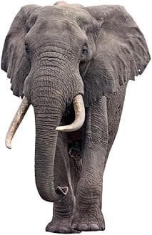 Elephant - Life Size Cardboard Cutout Standup People with Support Standee | Animals -