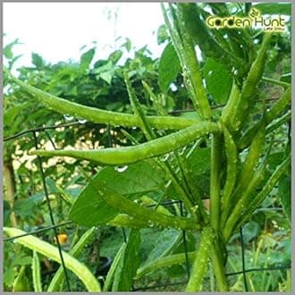 Cluster Beans (Guar/Goru Chikkudu/Kothavara) Seeds (Pack of 50 Seeds)- GardenHunt