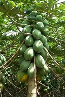 Papaya seeds - Hybrid high yield (20 SEEDS)