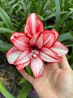 SVG® Imported Double Amaryllis Lily Flower Bulbs for Planting and Gardening, Pack Of 2 Bulbs (Red With White)