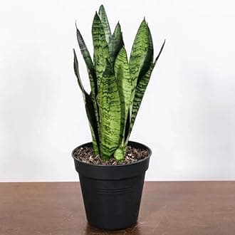 Kalfo Live Giloy Plant Giloy Herbal Live Plant Medicinal Herb Plant Giloy Bel Outdoor Herbs Plant with Pot