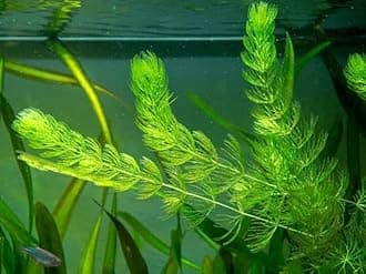 Live Foxtail Aquarium Plant, Fast Growing Oxygenating Aquatic Plant, Suitable for Fish, Shrimp and Betta Tanks with Free Duckweed