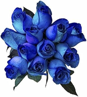 36 Stems - Fresh Cut Blue Lollipop Roses from Flower Explosion