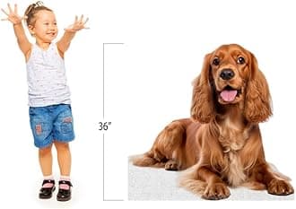 Dog - Cocker Spaniel - Life Size Cardboard Cutout Standup People with Support Standee | Animals -