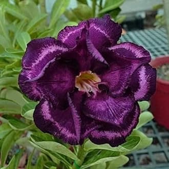 Purple Color Adenium/Desert Rose Healthy Bonsai Flower Live Plant,(Pack Of 1,With Pot) Indoor/Outdoor Plant Original Variety Live Plant