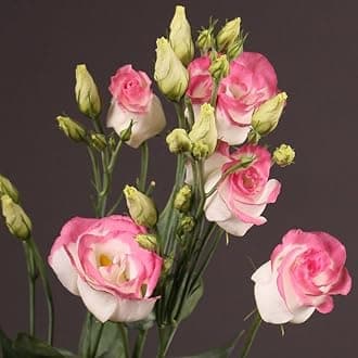 Lisianthus Flower Seeds for Home and Gardening Pack of 40 to 50 seeds (SOFT PINK WITH WHITE)