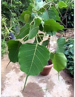 Live Peepal/Ficus religiosa/sacred fig Seedling Plant with Pot