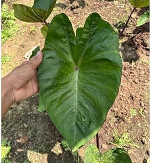 Indian gardens - Colocasia | Elephant Ear | Indoor Live Plant | Home decor (Colocasia Hawaii Punch)