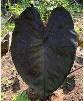 Colocasia | Elephant Ear | Indoor Live Plant | Home decor (Colocasia Diamond head)
