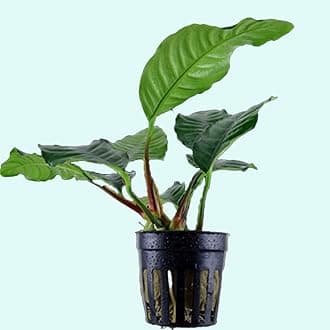 PREMIER PLANTS Anubias Barteri Coffeefolia with Pot Live Aquarium Plants Freshwate