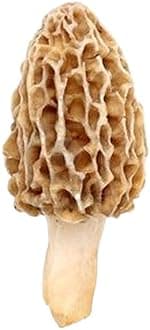 | Morel Mushrooms Spores 40 Grams in Sawdust Bag - Morchella Esculenta, True Morel Mushroom Growing Kit, Fresh Morel Mushroom Spores, Morel Mushroom Kit in 5 Gallons of Filtered