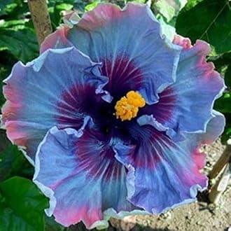 KVITER 30 Hibiscus Seeds for Planting – Rare Fairy Dust Blooms, Stunning Hibiscus Flowers, Heirloom Seed - Perennial Flower Seeds for Outdoor Garden, Containers and Flower Beds
