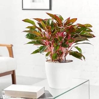 Aglaonema Lipstick Red Multistem | Bushy Air Purifying Natural Healthy Live Indoor Evergreen Plant With Grower's Pot