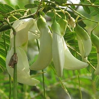 Mphmi NCR Perennial Live Plants Sesbania grandiflora, Hummingbird tree - Plant