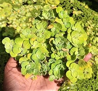 Dwarf Water Lettuce Live 20+ Plant | Water Cabbage Plant for Pond, Aquarium | Aquatic Pistia | Floating Plant (Pack of 20+)