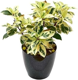 Healthy Vibe Indoor Air purifying plants plants for home, Office Decor, Garden(FICUS SAFARI)